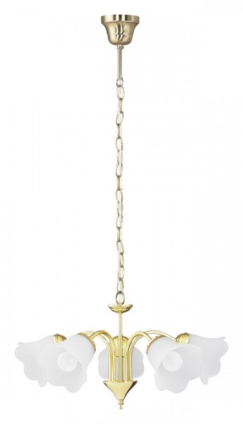 Függeszték E14 40Wx5 arany RAFAELLA